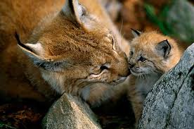 Attēlu rezultāti vaicājumam “Lynx lynx”