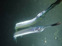 Attēlu rezultāti vaicājumam “Belone belone”