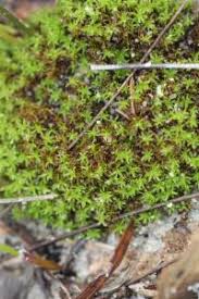 Attēlu rezultāti vaicājumam “Barbula unguiculata”