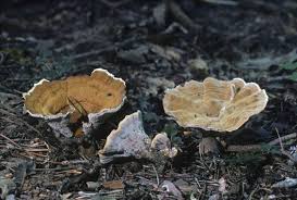 Attēlu rezultāti vaicājumam “Onnia triquetra”