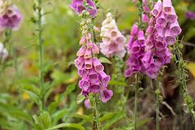 Image result for Fingerhut rot