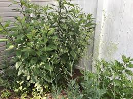 Attēlu rezultāti vaicājumam “Gypsophila paniculata bud”