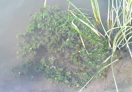 Attēlu rezultāti vaicājumam “Najas major”