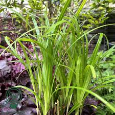 Attēlu rezultāti vaicājumam “Carex pilosa”