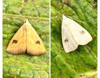 Attēlu rezultāti vaicājumam “Rivula sericealis”