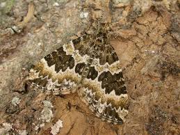 Attēlu rezultāti vaicājumam “Electrophaes corylata”