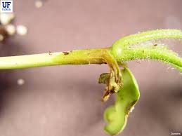 Attēlu rezultāti vaicājumam “Diderma radiatum stalked”