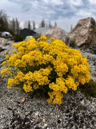 Image result for Alyssum saxatile