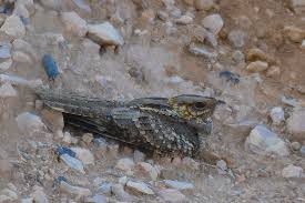 Image result for Caprimulgus ruficollis