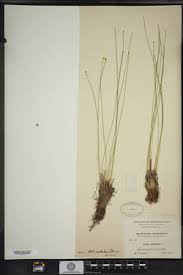 Attēlu rezultāti vaicājumam “Trichophorum cespitosum fruit”