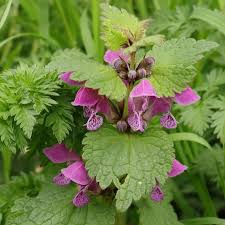 Attēlu rezultāti vaicājumam “Lamium maculatum leaf”