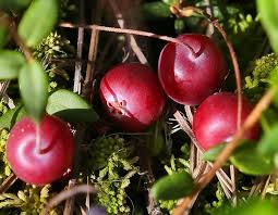Attēlu rezultāti vaicājumam “Oxycoccus palustris fruit”