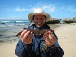 Image result for Rhabdosargus holubi