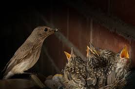Attēlu rezultāti vaicājumam “Muscicapa striata nest”