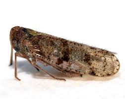 Attēlu rezultāti vaicājumam “Cixiidae”