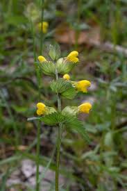 Attēlu rezultāti vaicājumam “Rhinanthus serotinus leaf”