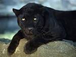 PANTHERS - Villains Wiki - villains, bad guys, comic books, anime