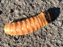 Attēlu rezultāti vaicājumam “Cossus cossus larva”