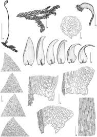 Attēlu rezultāti vaicājumam “Hygrohypnum luridum sporophyte”