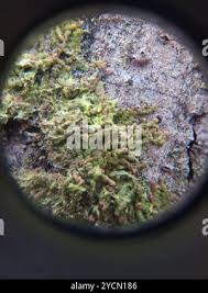 Attēlu rezultāti vaicājumam “Metzgeria violacea”