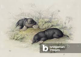 Attēlu rezultāti vaicājumam “Talpa europaea”