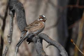 Image result for Emberiza leucocephalos