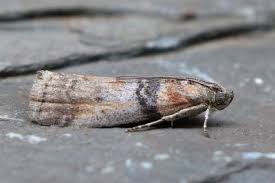 Attēlu rezultāti vaicājumam “Sciota fumella”