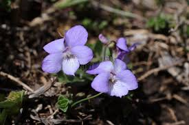 Attēlu rezultāti vaicājumam “Viola rupestris flower”