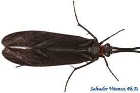 Attēlu rezultāti vaicājumam “Trichoptera”