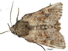 Attēlu rezultāti vaicājumam “Apamea sordens”