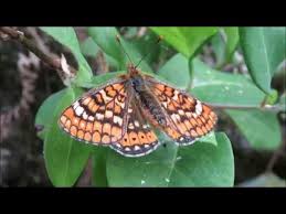 Attēlu rezultāti vaicājumam “Euphydrias aurinia”