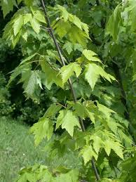Attēlu rezultāti vaicājumam “Acer tataricum subsp. ginnala leaf”