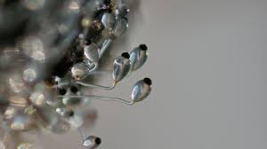 Attēlu rezultāti vaicājumam “Pilobolus crystallinus”