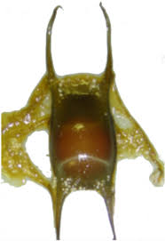 Image result for Raja undulata