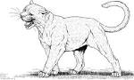 Mountain Lion coloring page