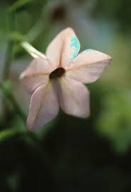 Image result for Nicotiana x sanderae