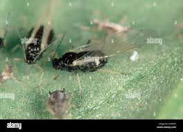 Attēlu rezultāti vaicājumam “Aphis fabae”