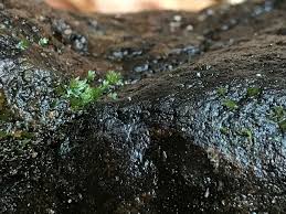 Attēlu rezultāti vaicājumam “Fissidens pusillus sporophyte”