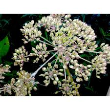 Attēlu rezultāti vaicājumam “Peucedanum palustre leaf”