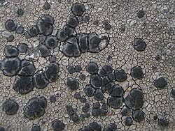 Attēlu rezultāti vaicājumam “Enteridium liceoides sessile”