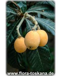 Attēlu rezultāti vaicājumam “Linaria loeselii fruit”