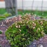 Attēlu rezultāti vaicājumam “Campylopus introflexus”