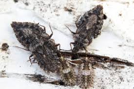 Attēlu rezultāti vaicājumam “Aradus betulae”