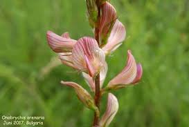 Attēlu rezultāti vaicājumam “Onobrychis arenaria bud”