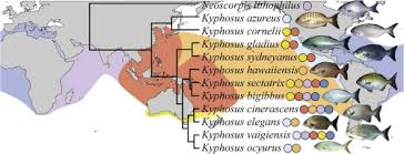 Image result for Kyphosus
