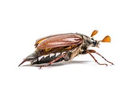 Attēlu rezultāti vaicājumam “Amphimallon solstitiale imago”