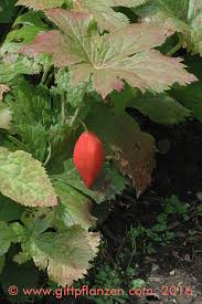 Attēlu rezultāti vaicājumam “Podophyllum hexandrum fruit”