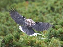 Attēlu rezultāti vaicājumam “Nucifraga caryocatactes”