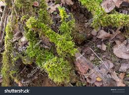 Attēlu rezultāti vaicājumam “Pleurocarpous mosses sporophyte”