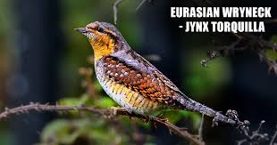 Image result for Jynx torquilla